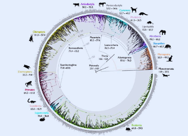 Evolution of Mammals