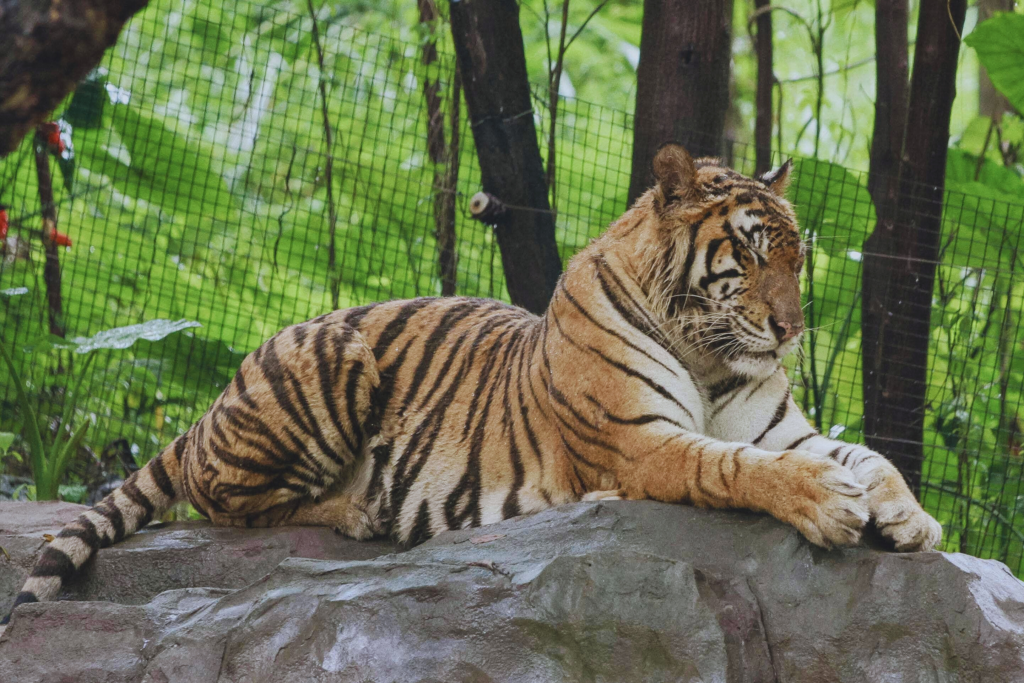 Bengal tiger