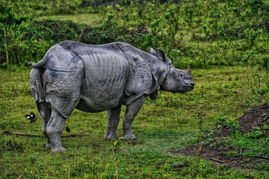 One-Horned Rhinoceros