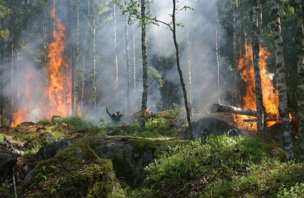 Forest Destruction